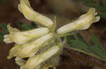 Tennessee milkvetch